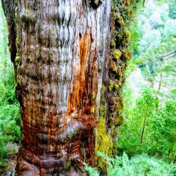 alerce costero