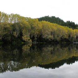 isla momberg